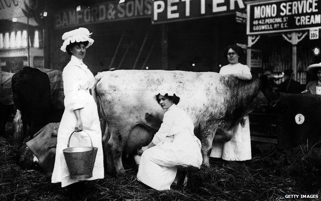 An old picture of a woman milking a cow