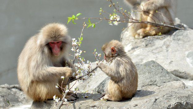 Macaque monkeys eating blossom