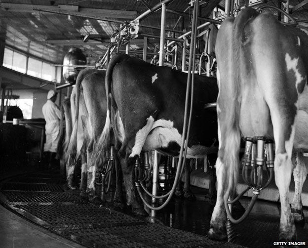 16 July 1956: A row of cows being milked automatically by the new Rotolactor, an Australian invention which enables 300 animals to be milked per hour