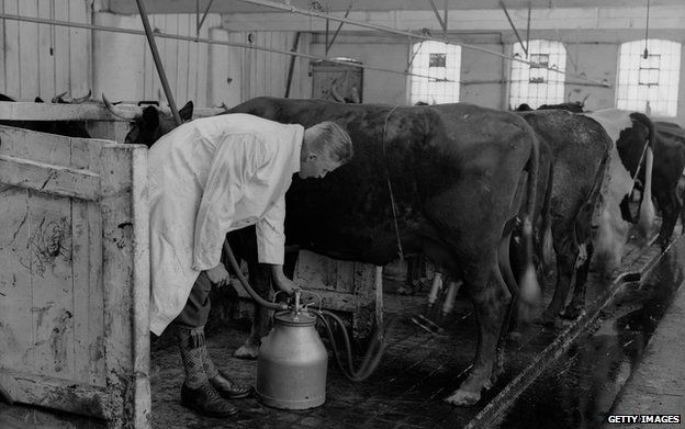 1931 - Milking by a hand held machine