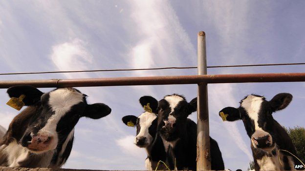 milking dairy cows