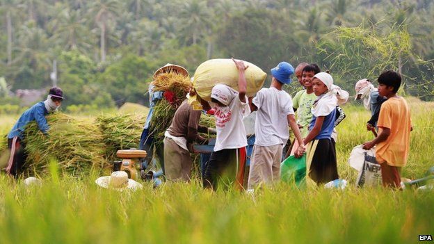 Filipino farmers harvest rice in anticipation of an upcoming typhoon in the town of Matnog, Sorsogon province, Philippines, 09 May 2015