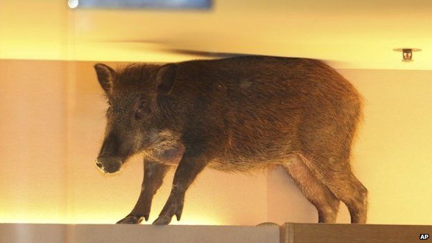 In this photo taken Sunday, May 10, 2015 photo, a wild boar is seen on top of a display rack at a children’s clothing store in a mall in Hong Kong.