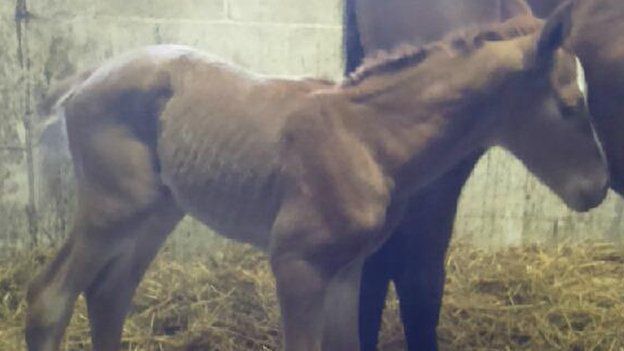 Dream Alliance owners' new foal