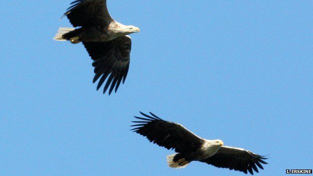 Adult eagles flying