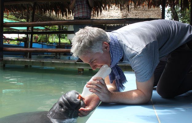 BBC producer John Murphy feeds a rescued manatee