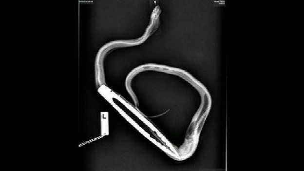 X-Ray showing tongs inside snake
