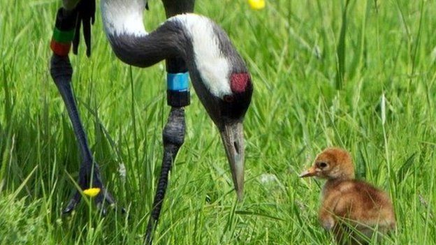 Crane chick and adult at Slimbridge