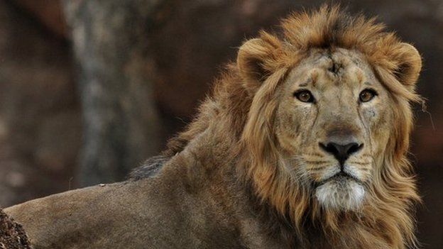 An Asiatic lion, in a picture taken on 11 May 2011.