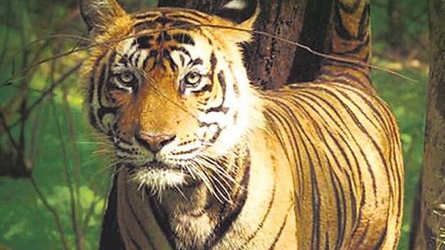 Man Eating Indian Tiger Faces Shoot To Kill Order Bbc News 