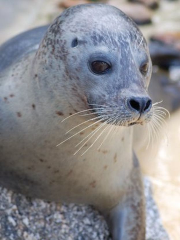 'Sex-obsessed' seal sent to girls-only park - BBC News