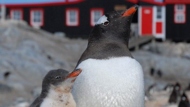 Penguins outside post office on Goudier Island