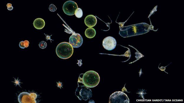 Plankton from Atlantic Ocean