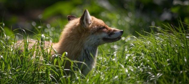 Fox in field