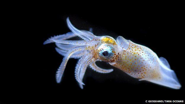 Ocean's hidden world of plankton revealed in 'enormous database' - BBC News