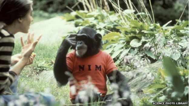 Joyce Butler with Nim the chimp in the 1970s