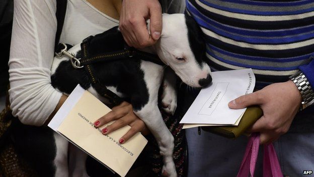 A dog is held by its owner voting in Spain's local elections