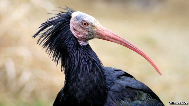 A northern bald ibis
