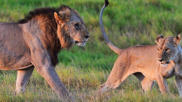Wild lions in Kenya