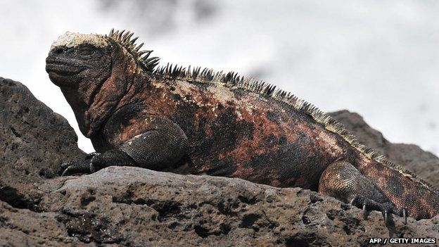 A marine iguana (Amblyrhynchus cristatus) on the Galapagos Islands 9 May 2009.