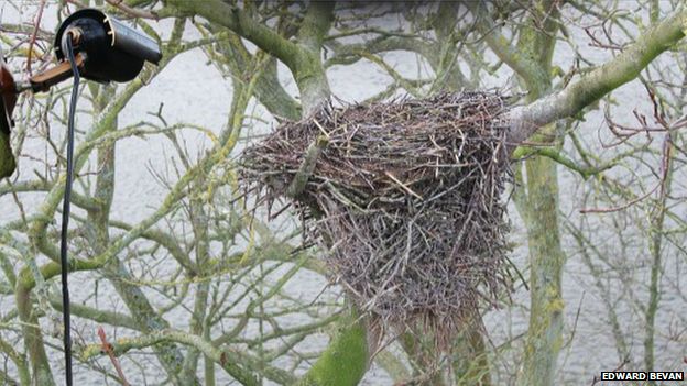 Camera pointing at heron's nest