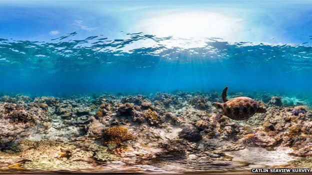 A turtle in the waters of the Great Barrier Reef