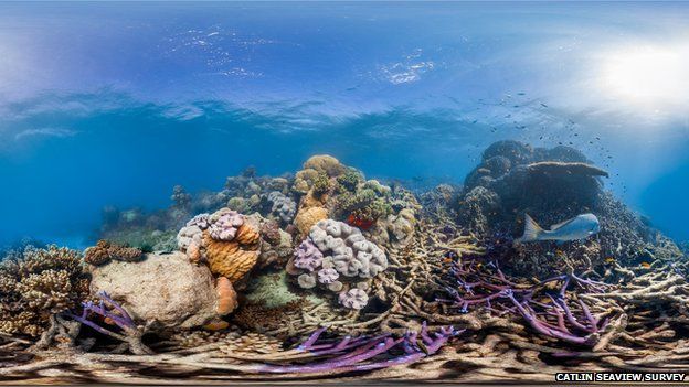 Lizard Island coral reef, Great Barrier Reef