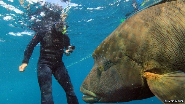 Diver Tony Fonte swims with a giant Maori Wrasse in the Great Barrier Reef