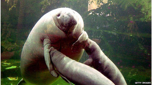A dugong with her two pups