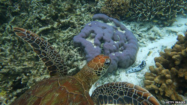A Hawkbill Sea turtle in the waters around Lady Elliot Island, Great Barrier Reef