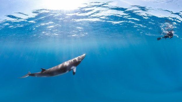 A diver on the Great Barrier Reef peers down at a Minke whale