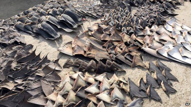 Hundreds of shark fins seized by the police in Manta, Ecuador 27 May 2015