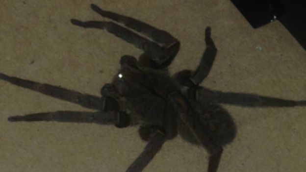 Brazilian Wandering spider
