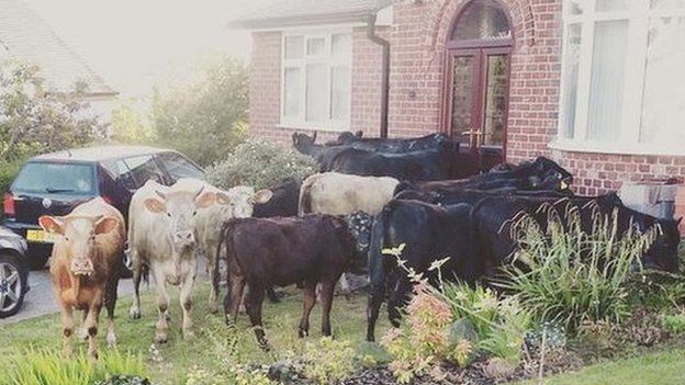 Cows in Crosspool