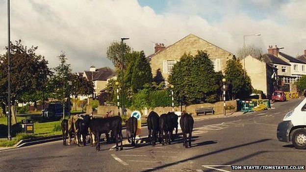 Cows in Crosspool
