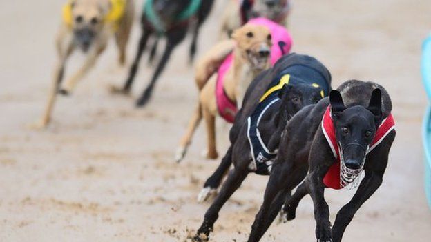 Greyhounds racing in Australia