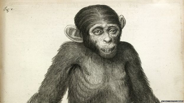 Listening to the language of apes - BBC News