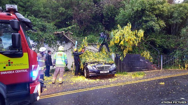 Collapsed tree Swansea
