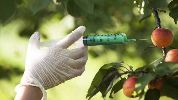 A gloved hand injecting an apple
