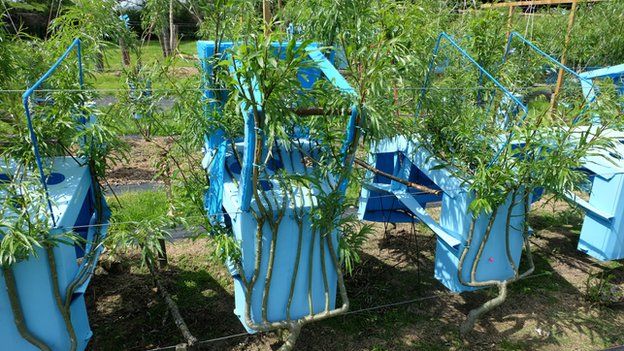 young willows being trained to grow in the shape of chairs