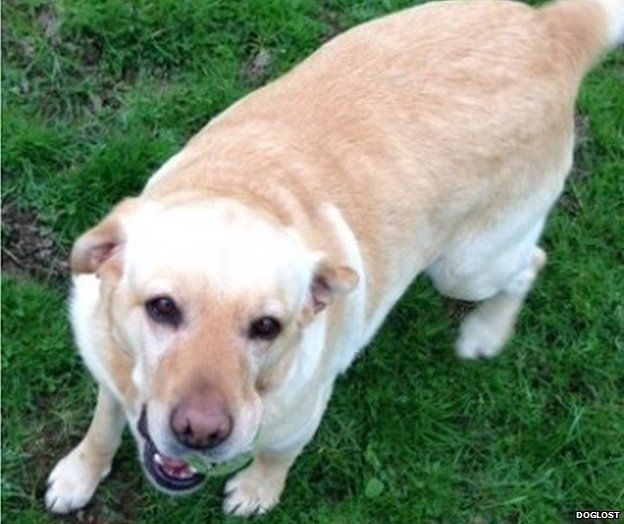 Oxford missing dog Toffee 'may have boarded train' BBC News