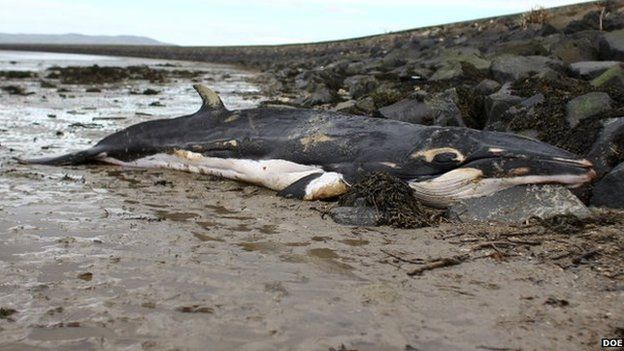 The mInke whale washed ashore