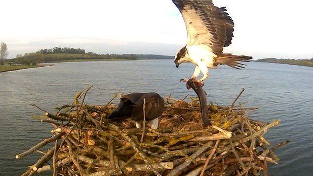 Ospreys in nest with a trout