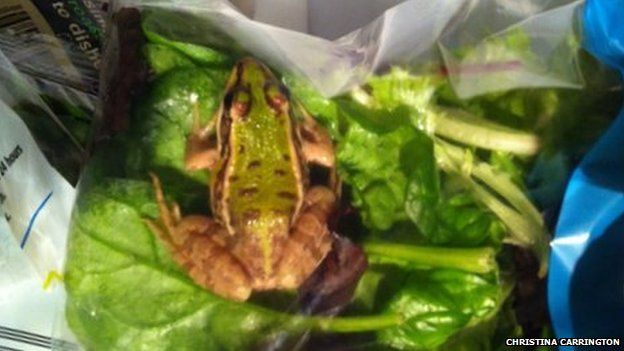 The frog in the salad bag