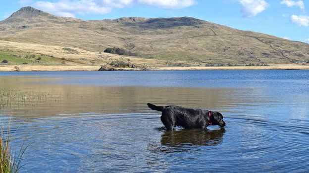 Llyn y Gadair gyda'r Aran yn y cefndir a Bob yn cael diod bach