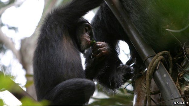 Wild chimp drinking palm wine with a leaf sponge (c) Gaku Ohashi