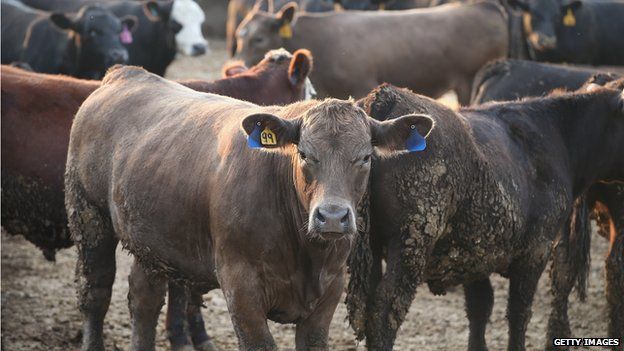 Cattle in Iowa, USA - file pic