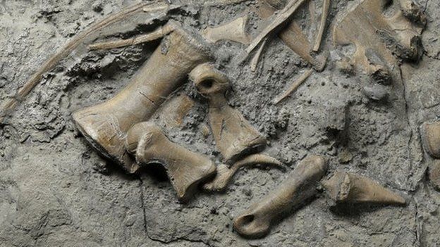 Hand and claw bones