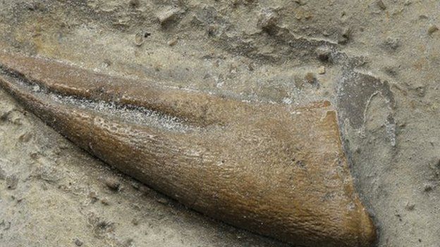 Claw fossil