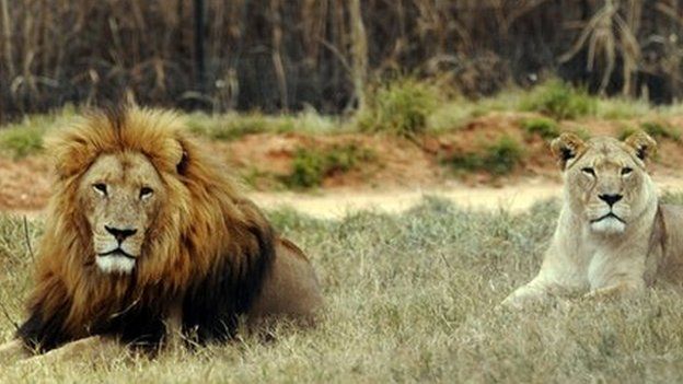 A lion and a lioness rest at Lion Park, near Pretoria, on June 29, 2010.